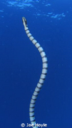 banded sea snake... deadly but beautiful :) by Joe Hoyle 
